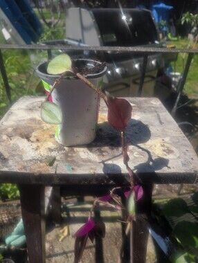 Wandering Dude Plant (Splitting) Houseplant